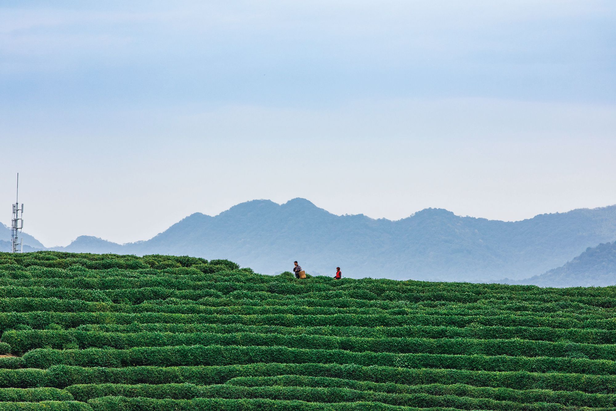 West Lake Longjing Tea Or Dragon Well Tea The World Of Chinese