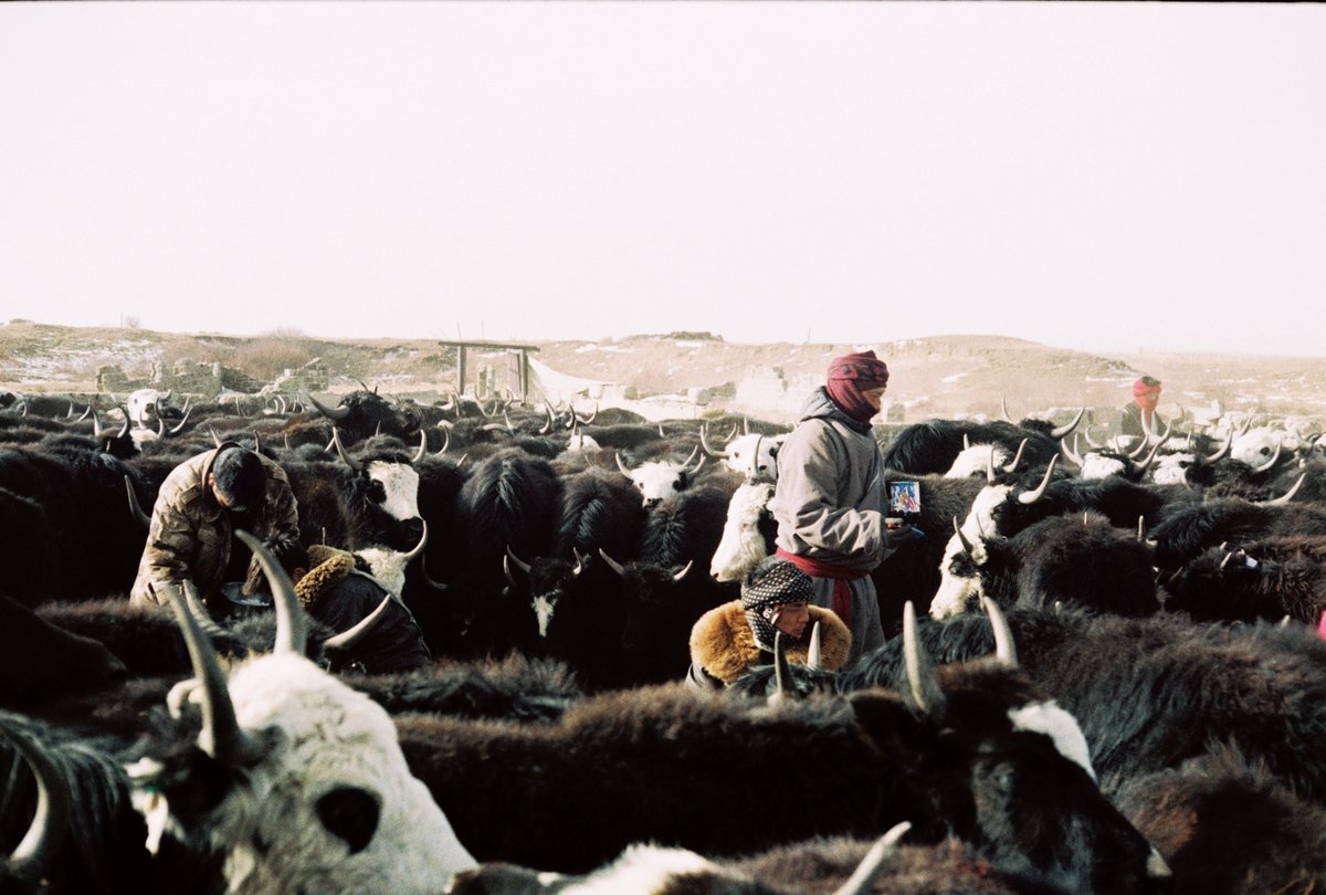 Herders working with the yak herd owned by their extended family