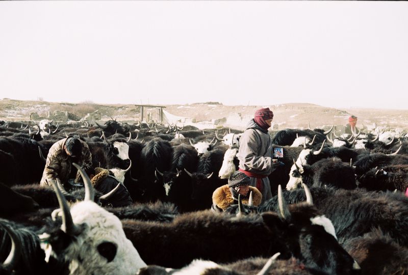 Herders working with the yak herd owned by their extended family