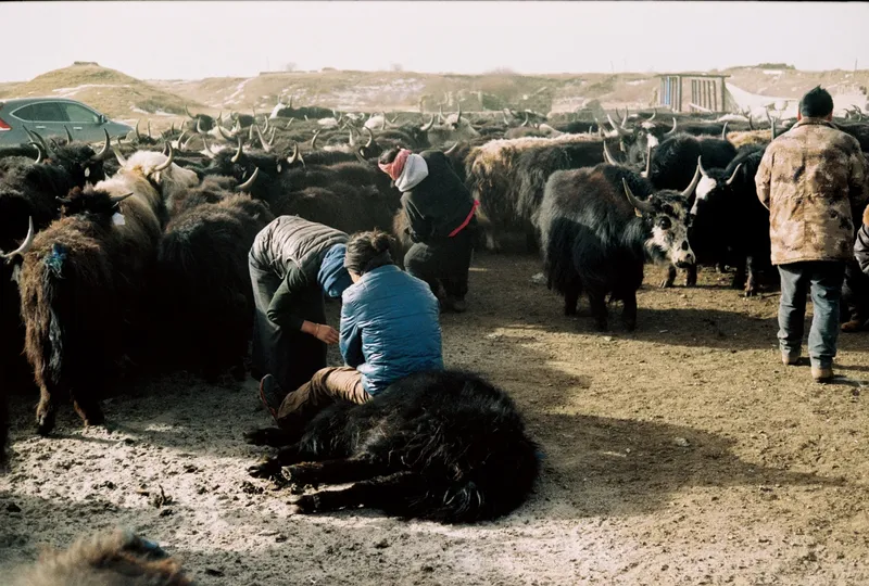 Herders are seasoned “yak wrestlers,” as they have to pin the animal down in order to administer medicine