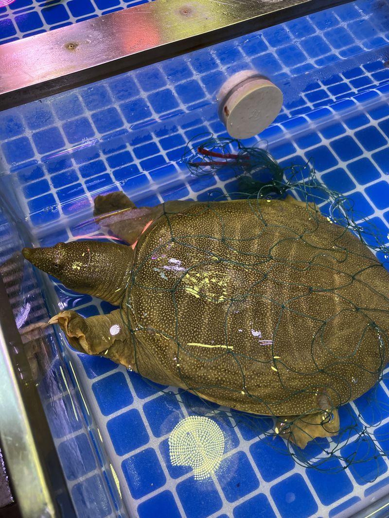 Chinese softshell turtle for sale at market in Humen, Chinese turtle farms in Guangdong