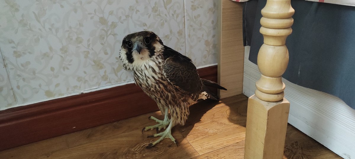 A bird recovering at a treatment reservation, China’s bird poachers