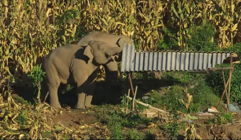 The ups-and-downs of elephants living among humans, filming elephants in china