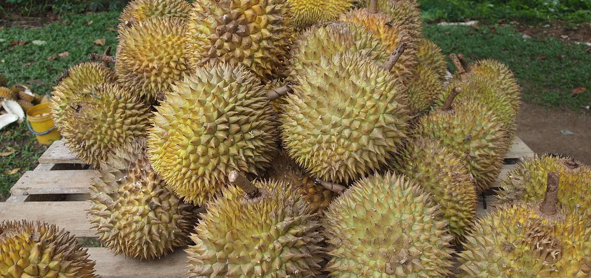1200px-Durian.jpg