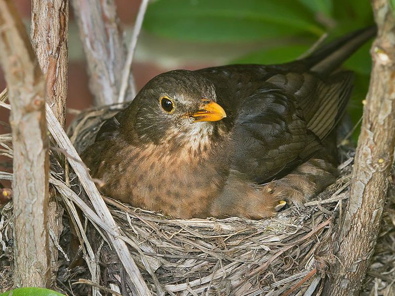 1200px-Turdus_merula_Nesting.jpg