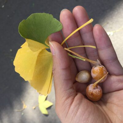 Golden Ginkgo  The World of Chinese