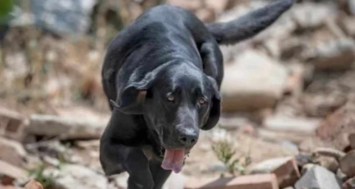 Chinese search-and-rescue dog Zixie