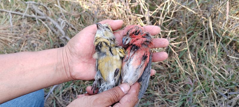Bird conservationists grapple with the bloody aftermath of mountain poaching, China’s bird poachers
