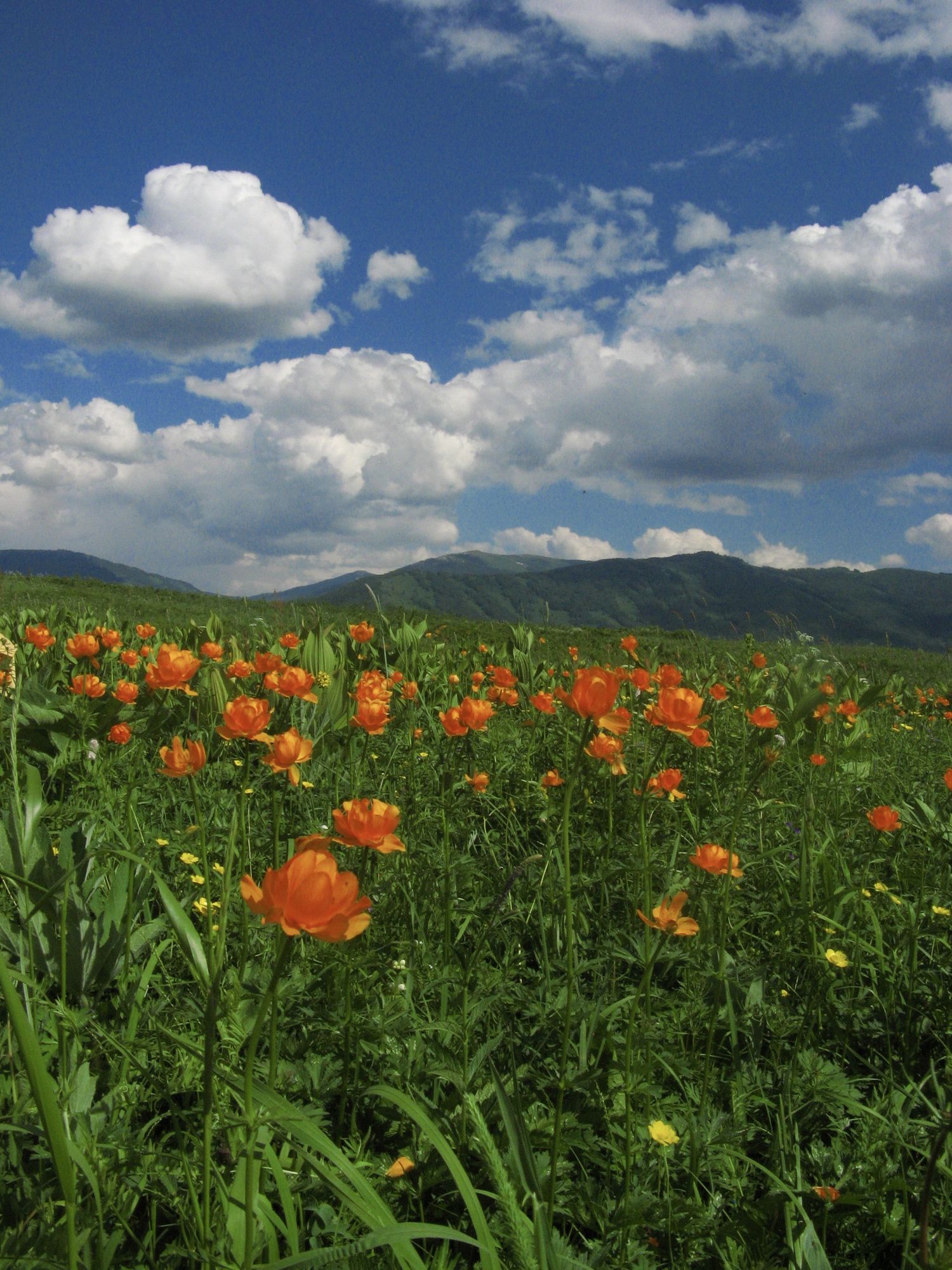 Orange anemone flowers in full bloom against the June sky in Altay