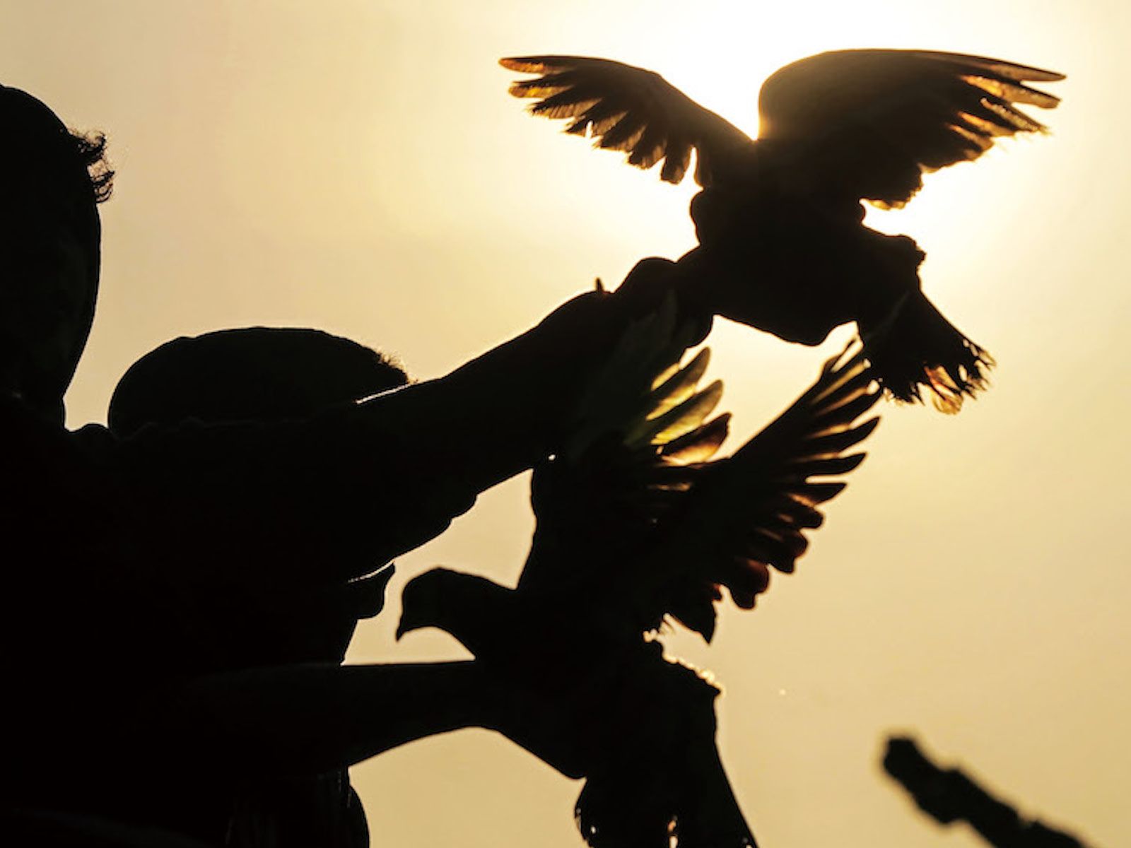 Pigeon Racing story