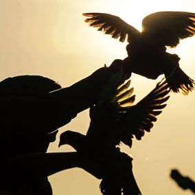 Pigeon Racing story