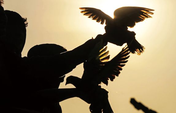 Pigeon Racing story