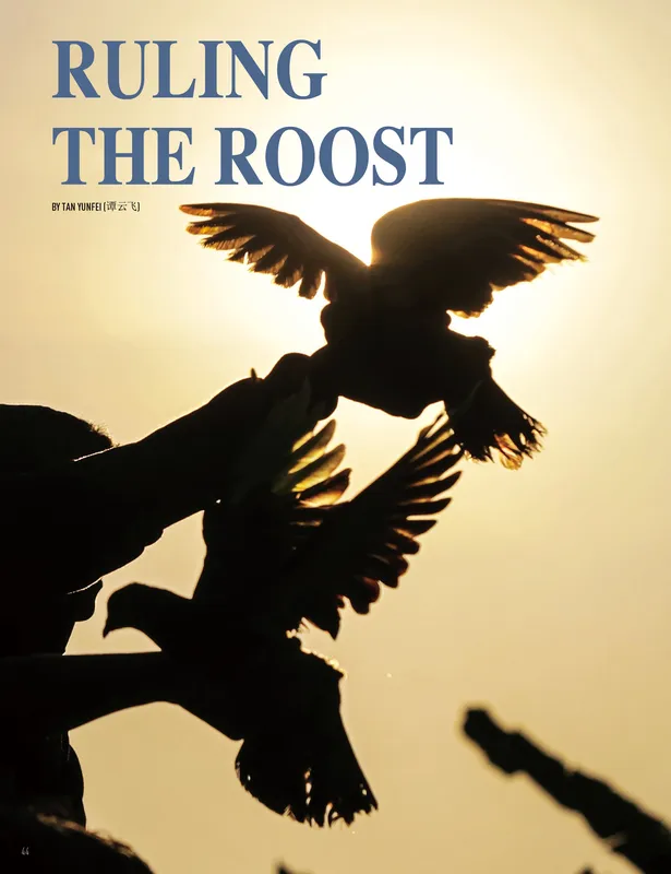 "Ruling the Roost", a story from our Something Old Something New magazine.