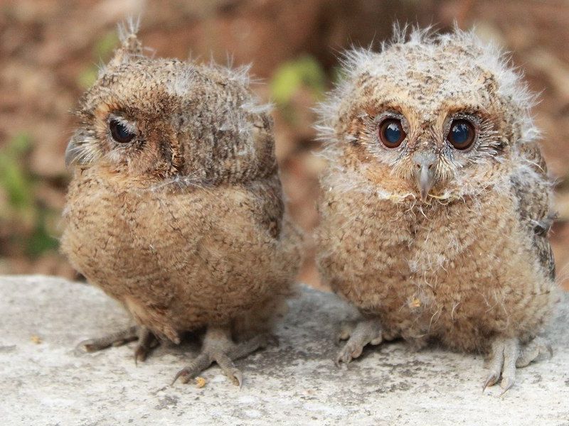 2048px-Baby_Owls.jpg