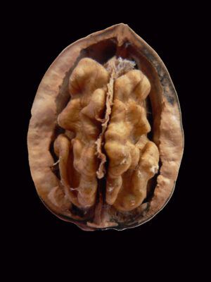 A picture of inside a walnut which describes the Chines horror story about a magical walnut transforming into a creature. 