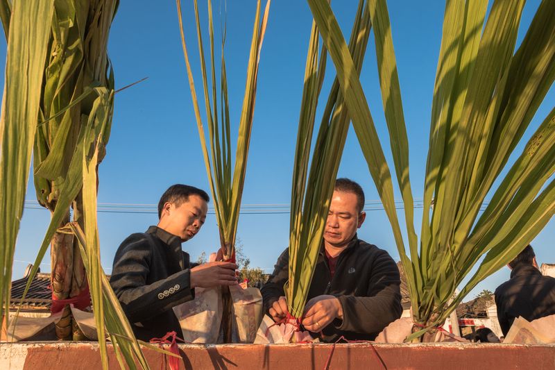 Families pick the lushest sugarcane sticks for the ceremony