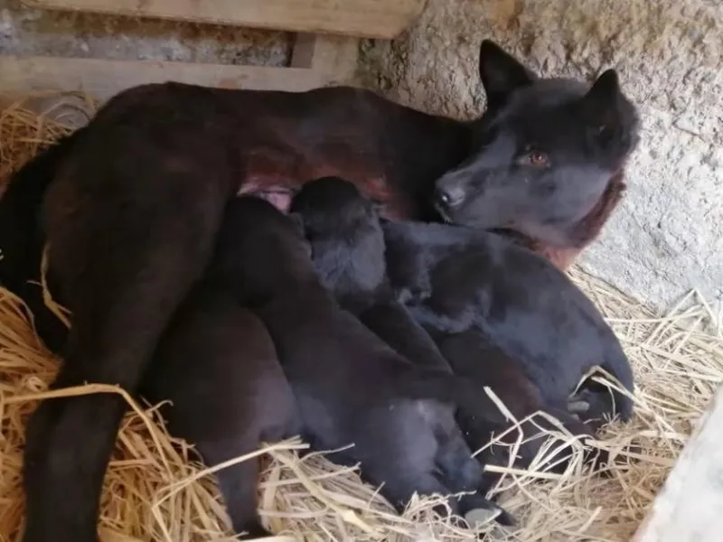A day after giving brith, the five puppies begin suckling