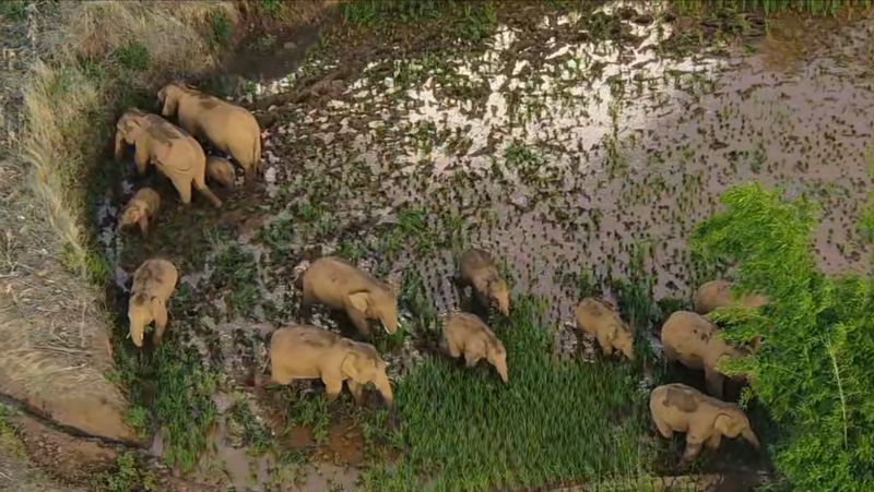 Elephants partaking of the villagers’ rice crops