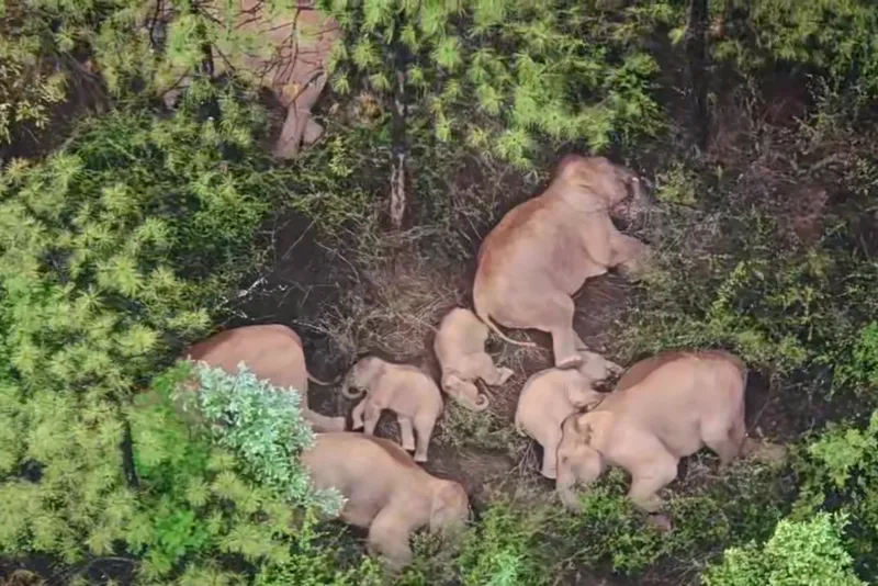 An elephant herd sleeping atop a mountain bamboo grove