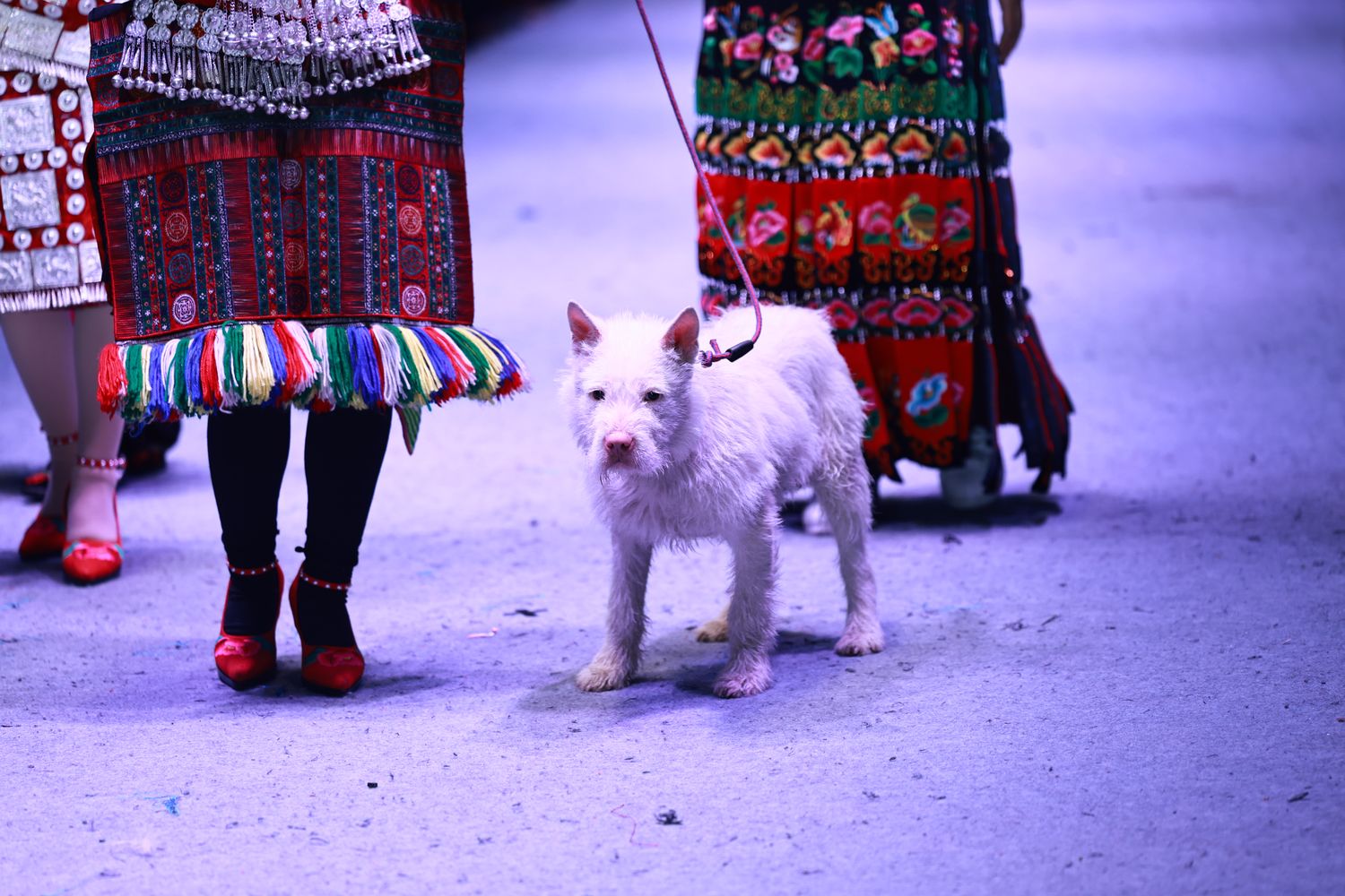 Some sessions of the show can be creative in themes, customs, and props, such as with pets, based on the dates and festivals