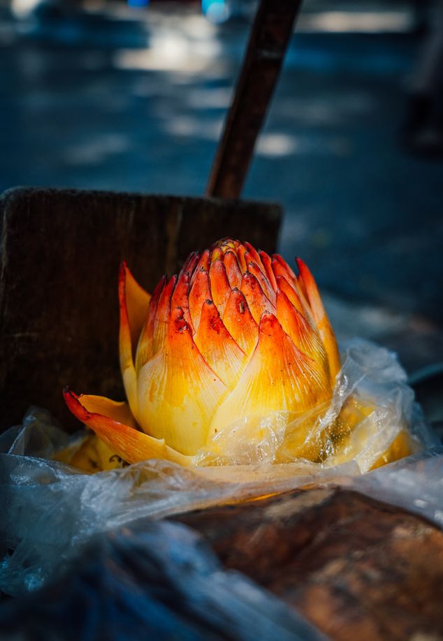 regional plant, southwestern China