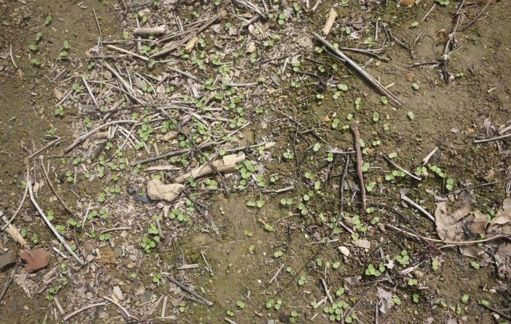 What the ground looked like after it rained that day