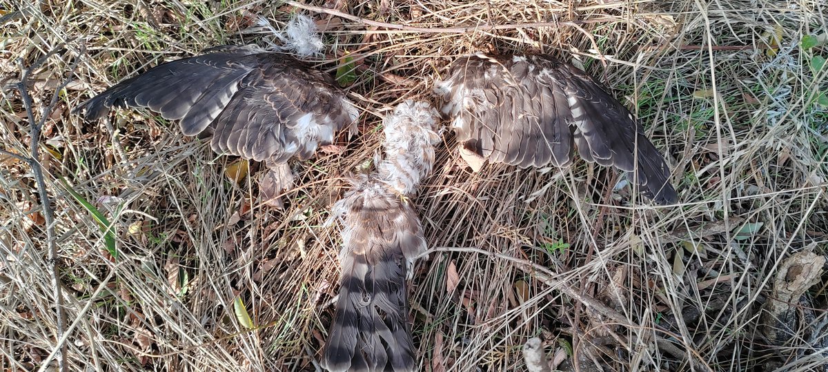 Pile of remains from poached birds, China’s bird poachers