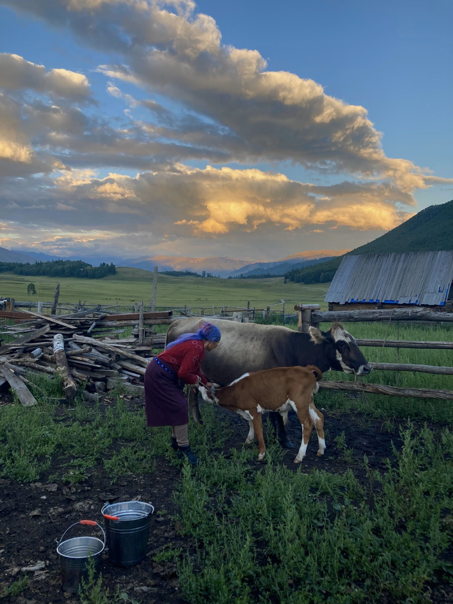 Apa (“mother” in Uygur), the author’s host, milks her cow twice a day in Altay