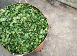 Freshly-picked tea leaves await the arduous process of tea making