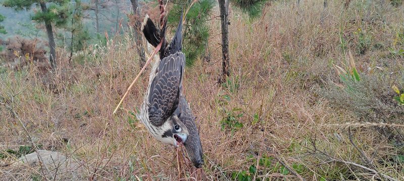 A bird of prey hangs upside down from a net, China’s bird poachers