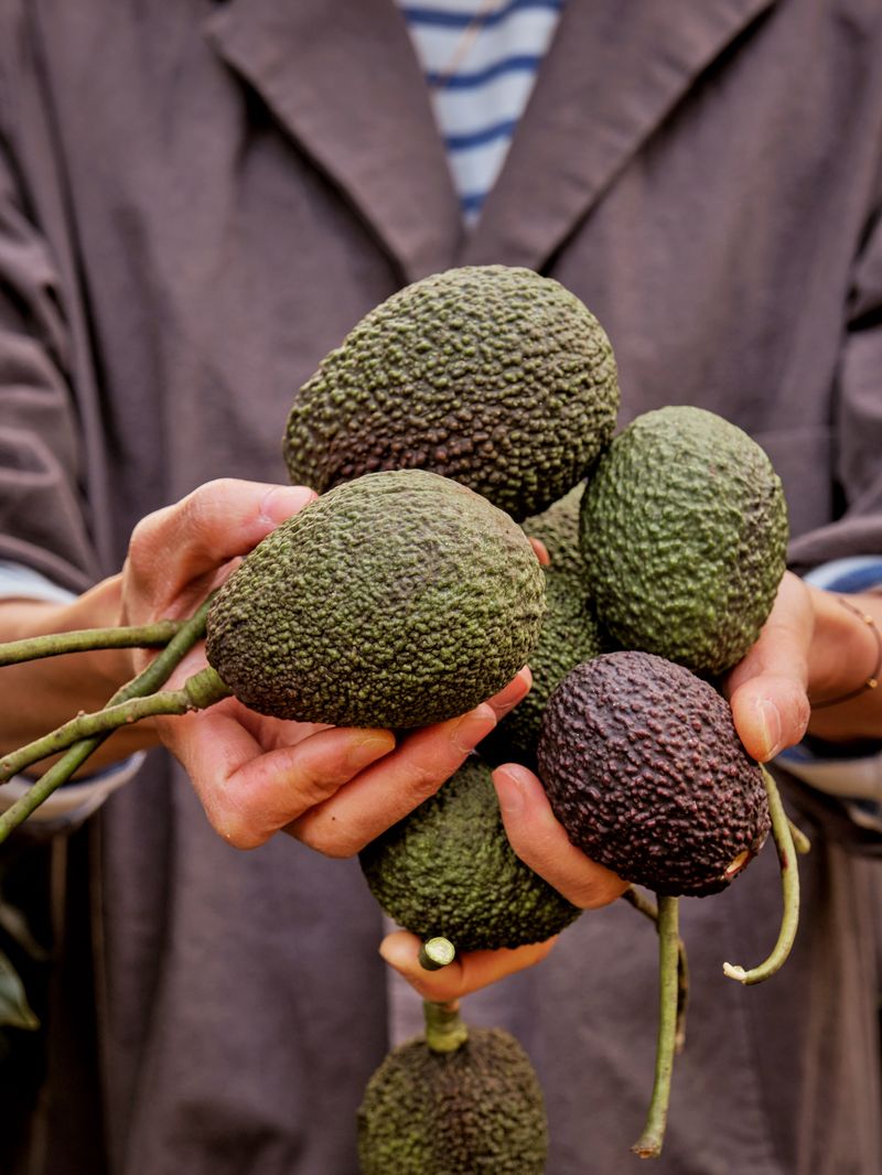 Menglian, China's largest avocado producer