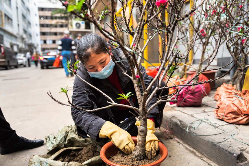 Street vendor selling potted plants during Chinese New Year