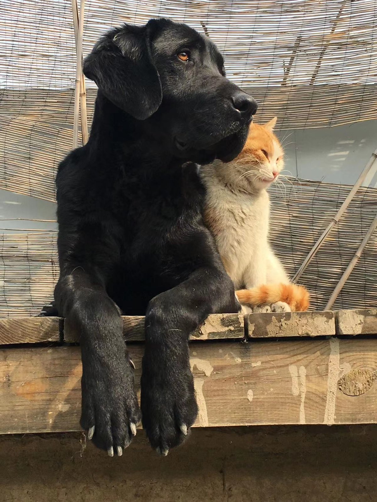 Search-and-rescue dog Zixie in China