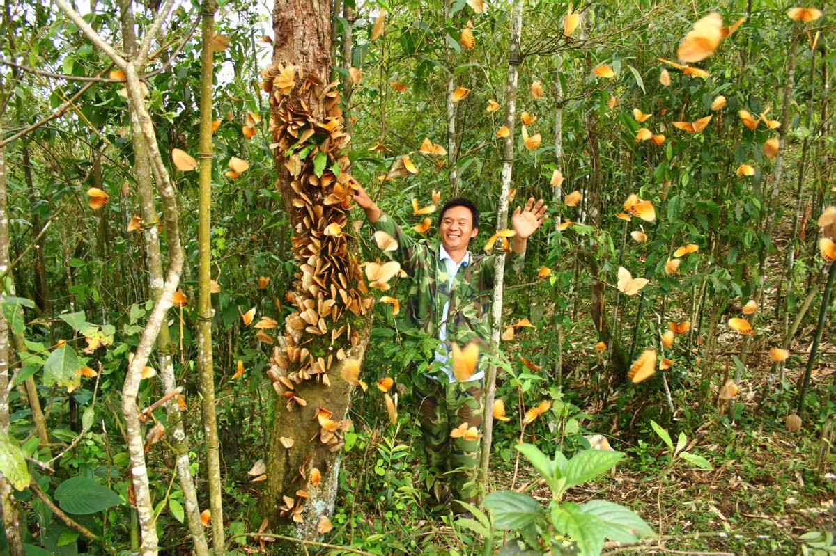 White butterfly in Jinping County