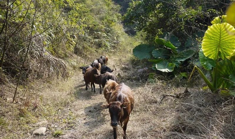 Cattle that are raised in the mountains