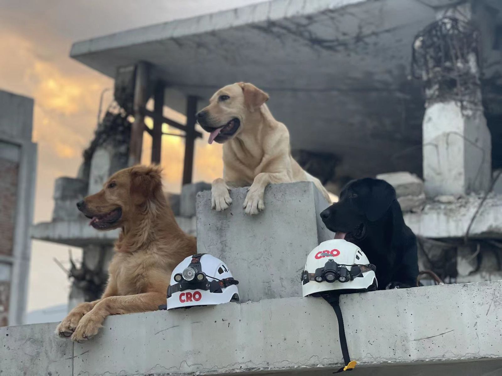 9 搜救犬巴特、雅安、子歇