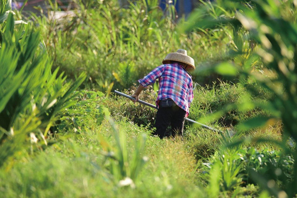 wide range of plants and crops often used in Hainan cuisine