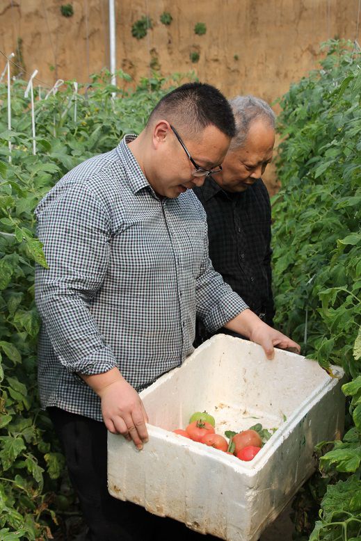 Bai Hongtan (left) checks out the tomatoes, which were not red enough