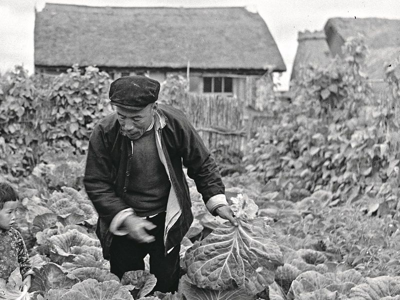 Baicai-master.jpg