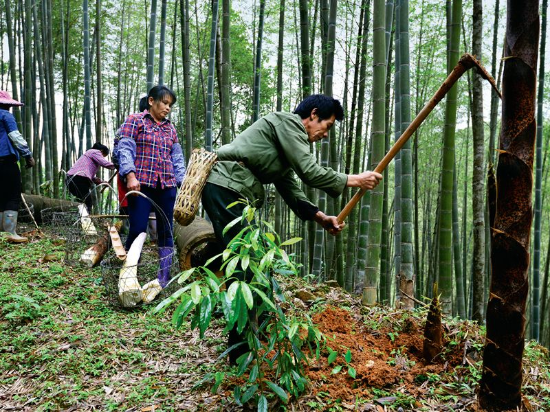 Bamboo-Bounty_1200.jpg