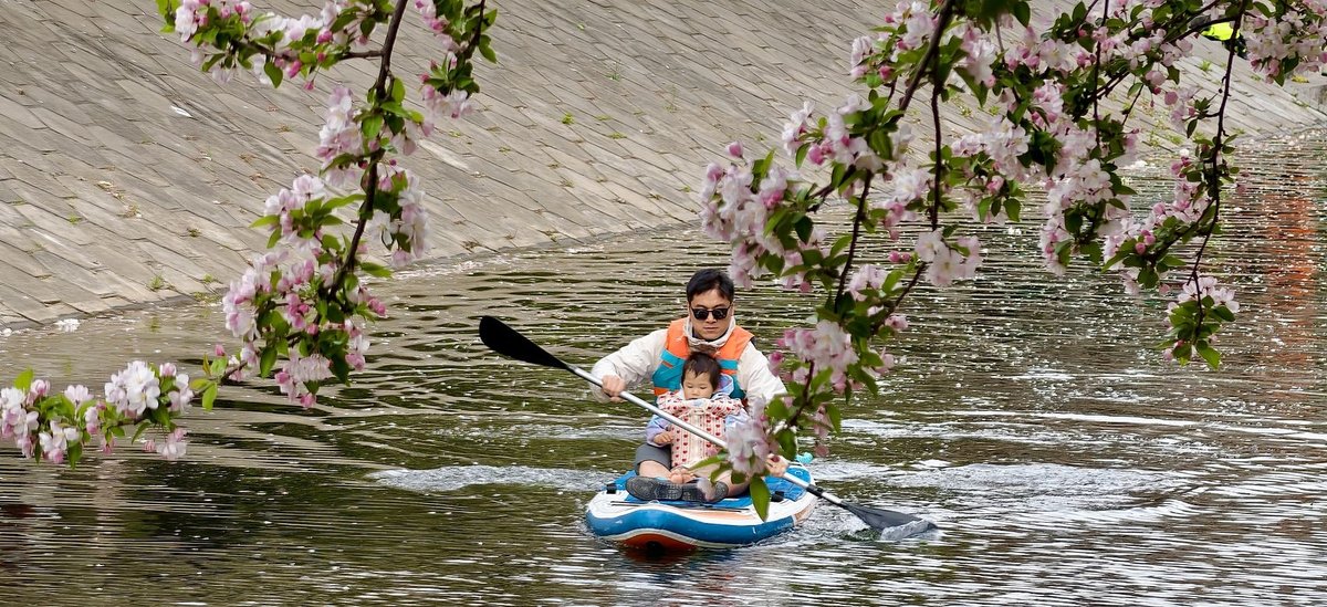 Begonia trees in full blossom, Beijing, Spring scenery in China