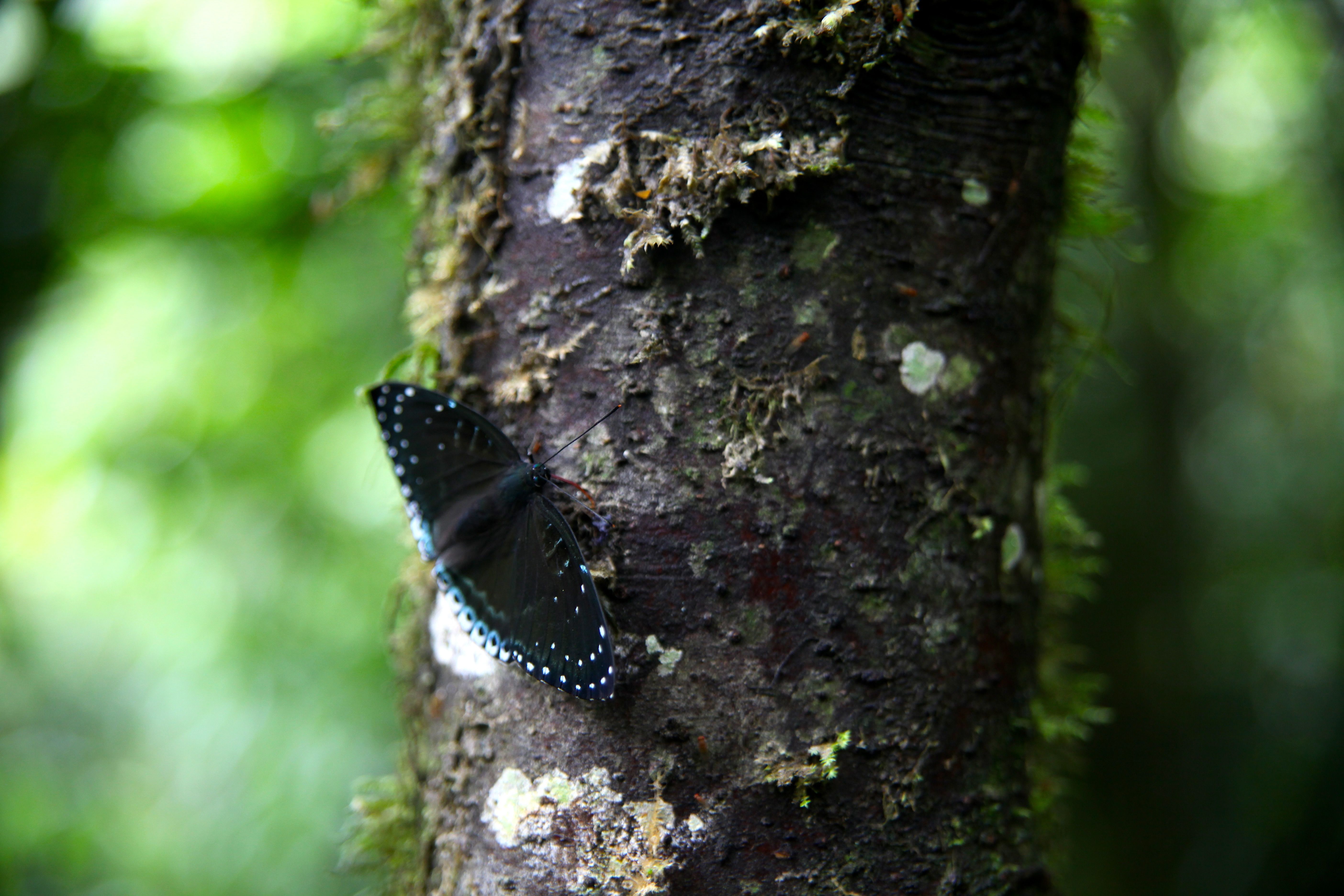Ma andi The Mysterious Land Of Butterflies Ma andi The Mysterious Land Of Butterflies