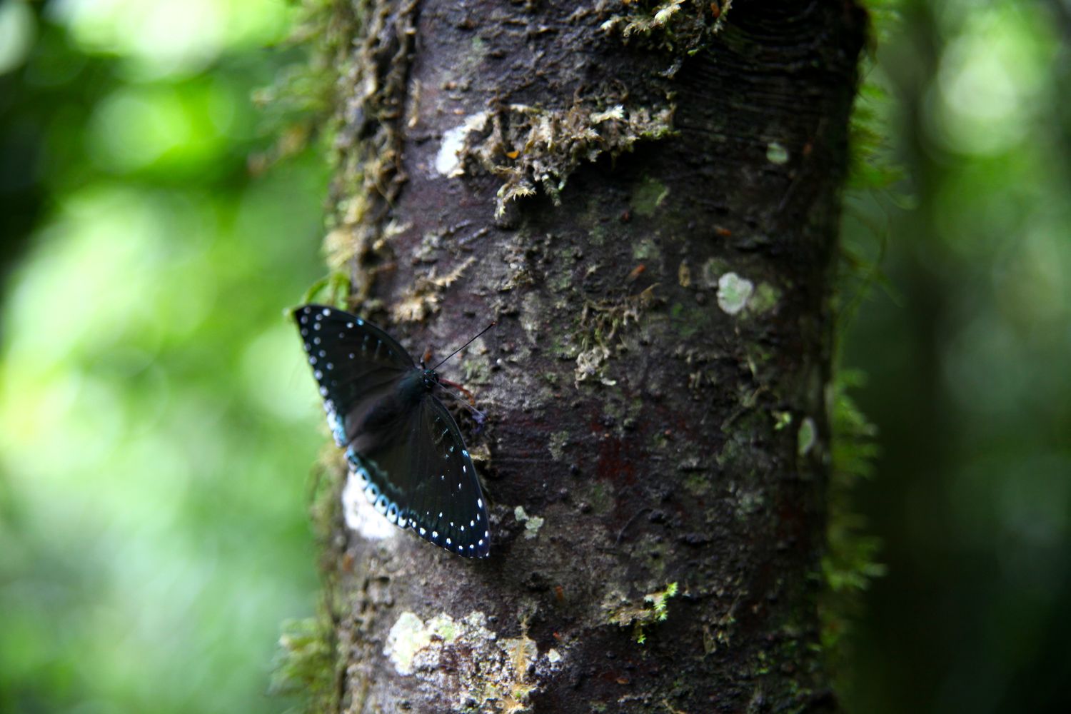 Black butterfly Butterfly Valley