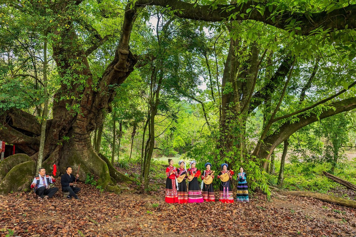 A band of Bouyei musicians performing folk songs beneath towering banyan trees in Guizhou during the Sanyuesan Festival celebration