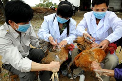 The hard-working staff at the Guangxi Animal Disease Prevention and Control Center vaccinate chickens to prevent future outbreaks of H5N1 in April of 2013