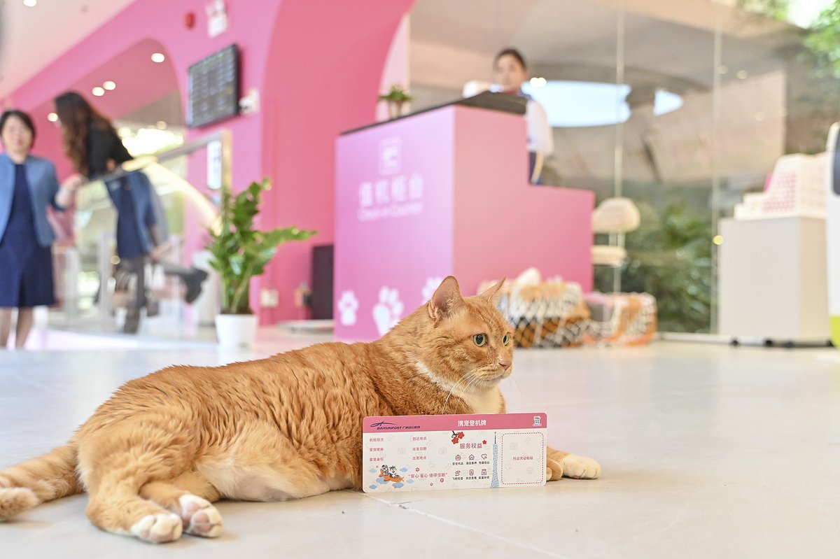 Cat resting at the Guangzhou Airport Pet Terminal