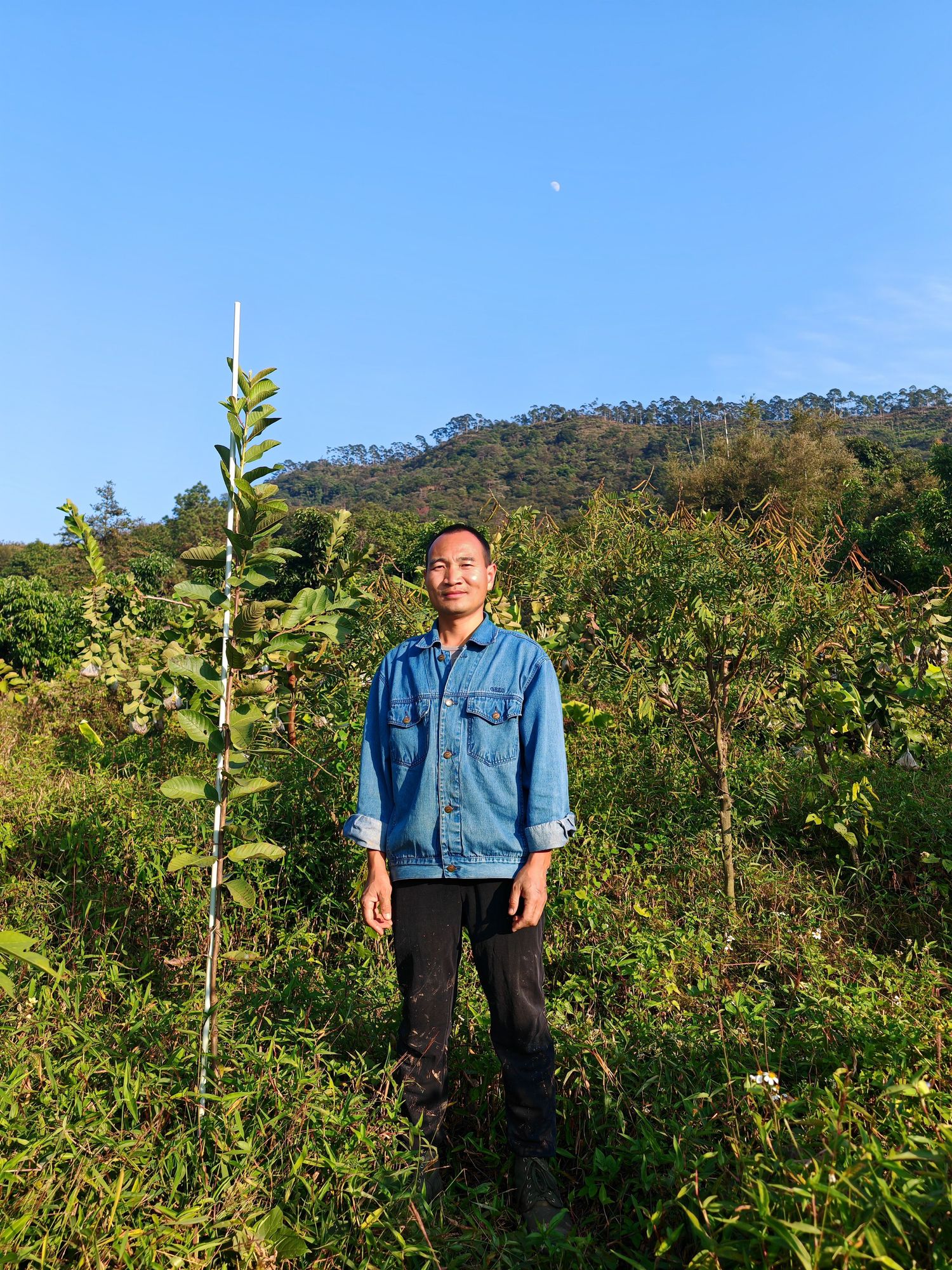 Chinese lychee farmer Wang stands among his lychee trees