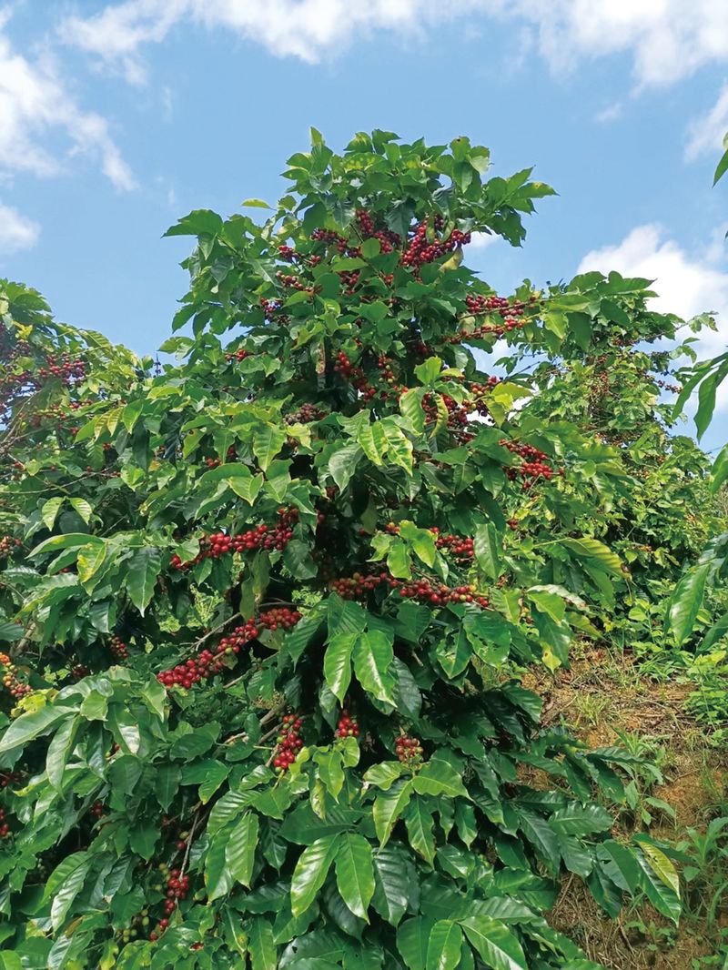 Arabica coffee trees on Li’s plantation