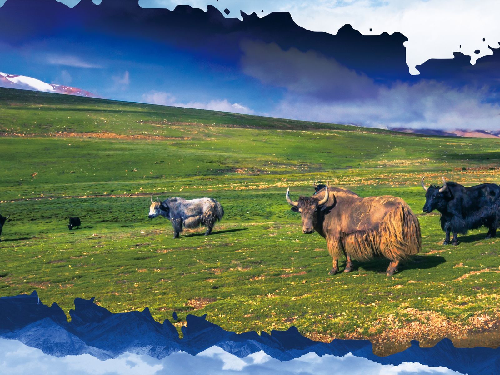 Yak Story