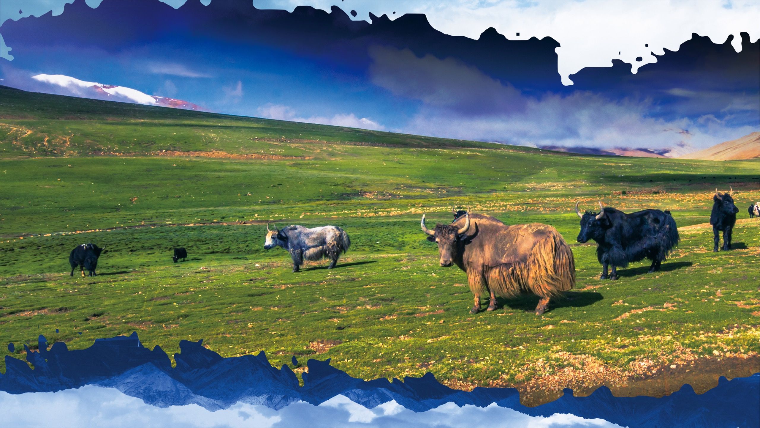 Yak Of All Trades A Tibetan New Year Herding Yaks on the Plateau The